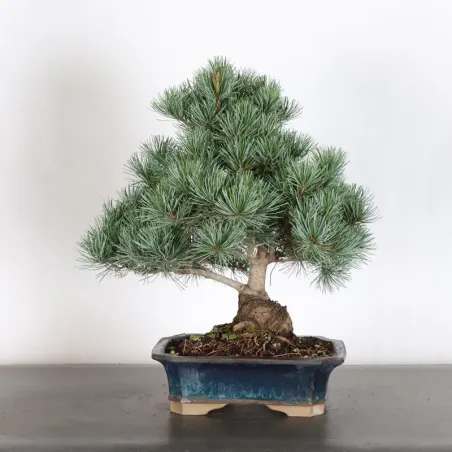 JAPANESE WHITE PINE “PENTAPHYLLA” 2-8