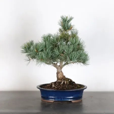 PIN BLANC DU JAPON "PENTAPHYLLA" 2-9
