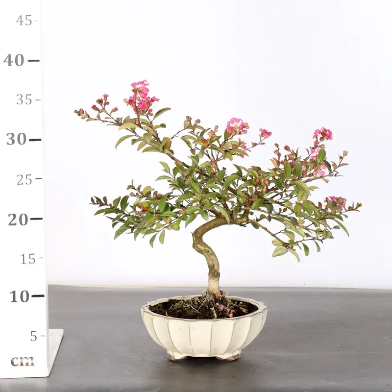 image supplémentaire - LILAS DES INDES...