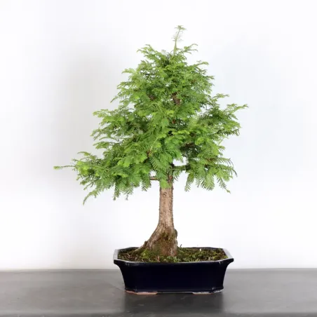 Bonsai Métaséquoia ME-2-3