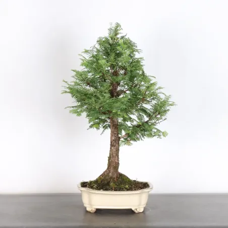 image supplémentaire - METASEQUOIA ME-2-1