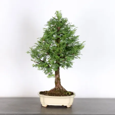 Bonsai Métaséquoia ME-2-1
