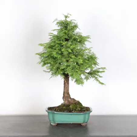 Bonsai Métaséquoia ME-2-2