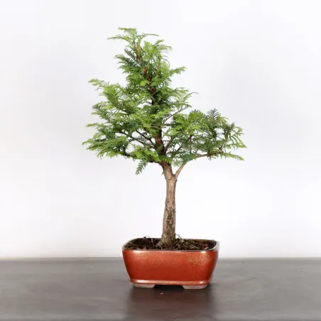 Bonsai MÉTASÉQUOIA ME-1-3