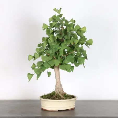 GINKGO BILOBA 1-6