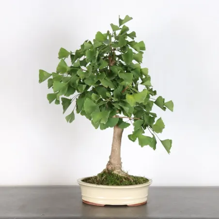 image supplémentaire - GINKO BILOBA 1-6