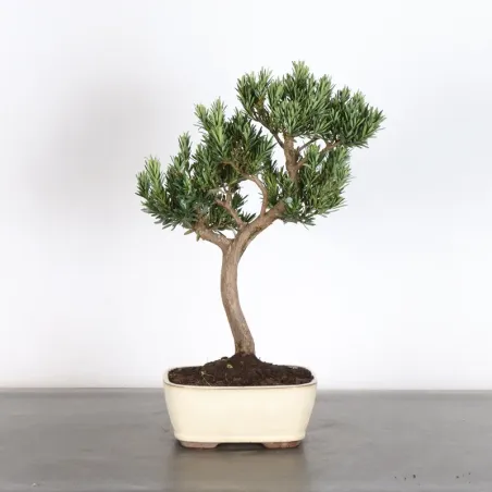 PIN DE BOUDDHA "PODOCARPUS" 1-1