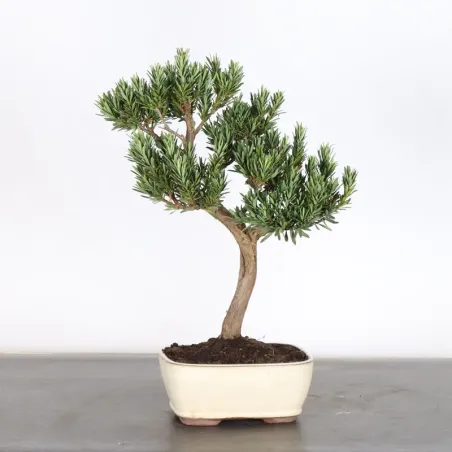 image supplémentaire - PIN DE BOUDDHA "PODOCARPUS"...