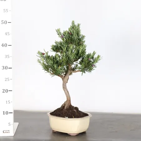 image supplémentaire - PIN DE BOUDDHA "PODOCARPUS"...