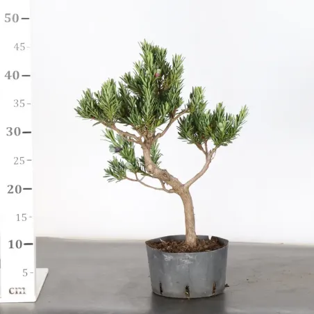 image supplémentaire - PIN DE BOUDDHA "PODOCARPUS"...