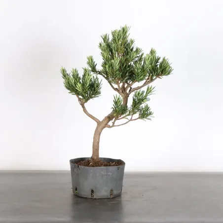 PIN DE BOUDDHA "PODOCARPUS" 1-4