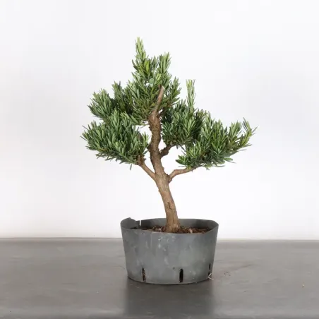image supplémentaire - BUDDHA PINE "PODOCARPUS" 1-10