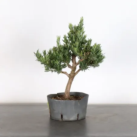 PIN DE BOUDDHA "PODOCARPUS" 1-10