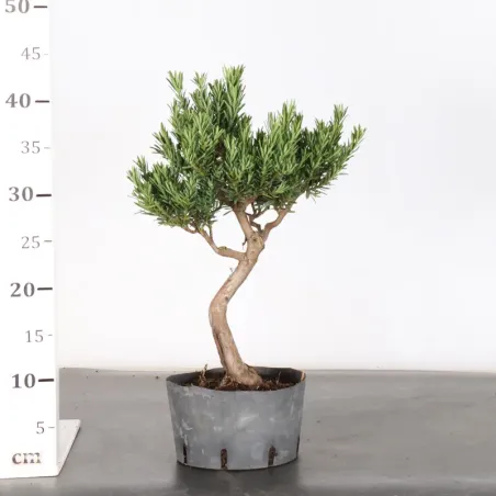 image supplémentaire - PIN DE BOUDDHA "PODOCARPUS"...