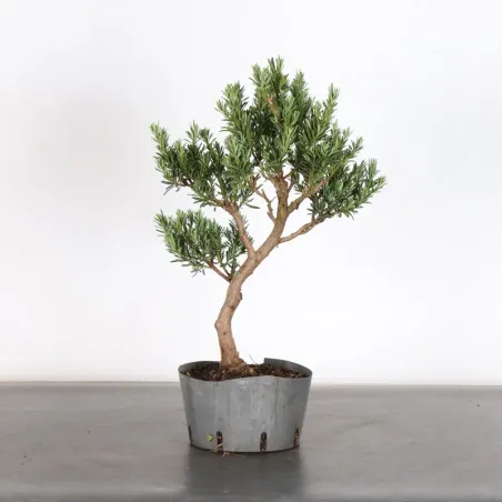 image supplémentaire - PIN DE BOUDDHA "PODOCARPUS"...