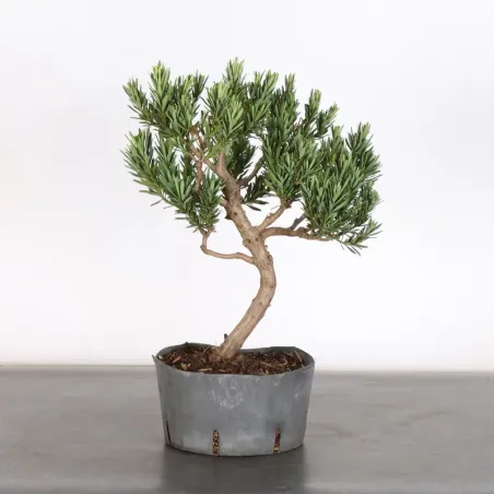 image supplémentaire - PIN DE BOUDDHA "PODOCARPUS"...
