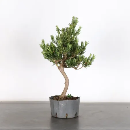 BUDDHA PINE "PODOCARPUS" 3-3