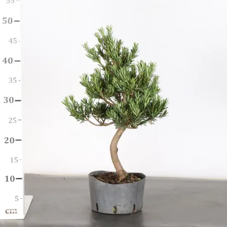 image supplémentaire - BUDDHA PINE "PODOCARPUS" 3-3