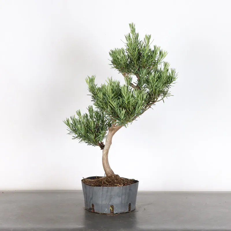 PIN DE BOUDDHA "PODOCARPUS" 3-5