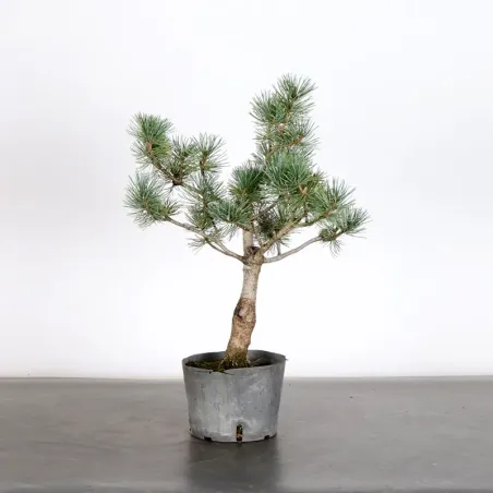 PREBONSAI JAPANESE WHITE PINE “PENTAPHYLLA” 1-1