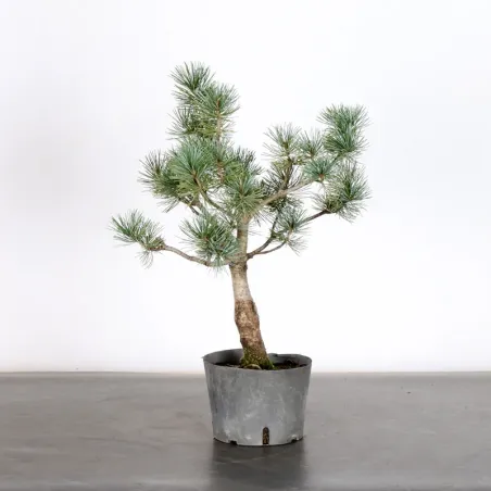 image supplémentaire - PREBONSAI JAPANESE WHITE...