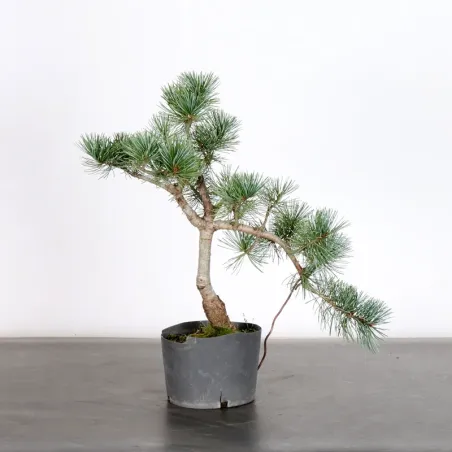 image supplémentaire - PREBONSAI JAPANESE WHITE...
