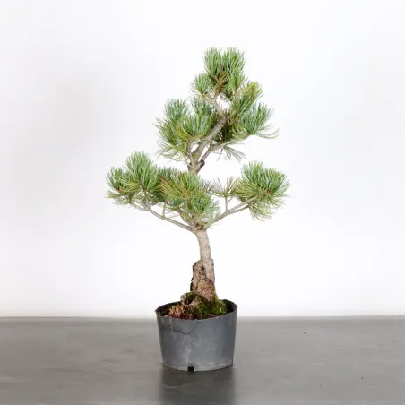 image supplémentaire - PREBONSAI JAPANESE WHITE...