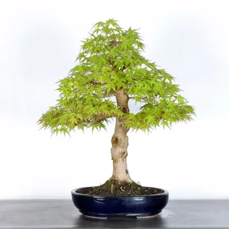 ERABLE DU JAPON "ACER PALMATUM" 4-2