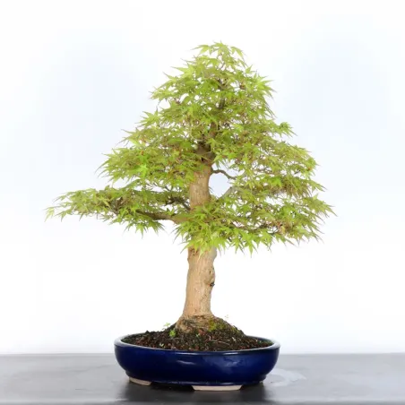 image supplémentaire - ERABLE DU JAPON "ACER...