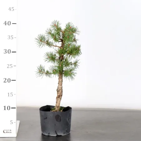 image supplémentaire - PREBONSAI PINUS SYLVESTRIS 1-6