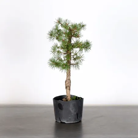 PREBONSAI PINUS SYLVESTRIS 1-6