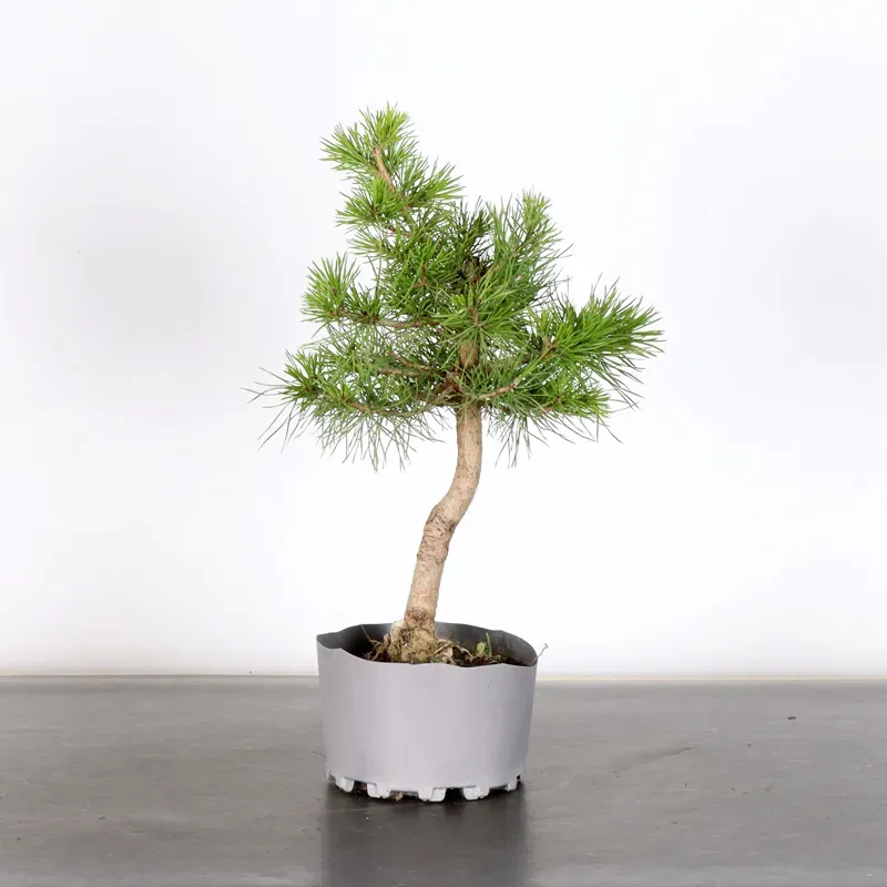 PREBONSAI PINUS SYLVESTRIS 1-12