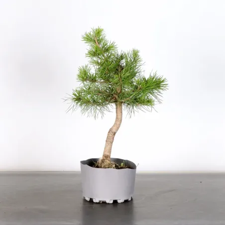PREBONSAI PINUS SYLVESTRIS 1-12