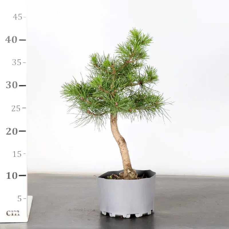 image supplémentaire - PREBONSAI PINUS SYLVESTRIS...
