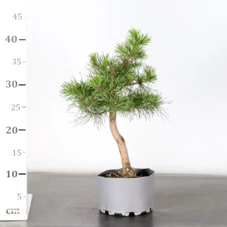 image supplémentaire - PREBONSAI PINUS SYLVESTRIS...