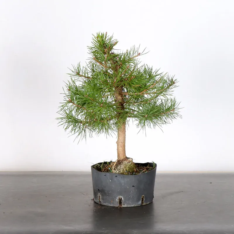 PREBONSAI PIN SYLVESTRE 2-1