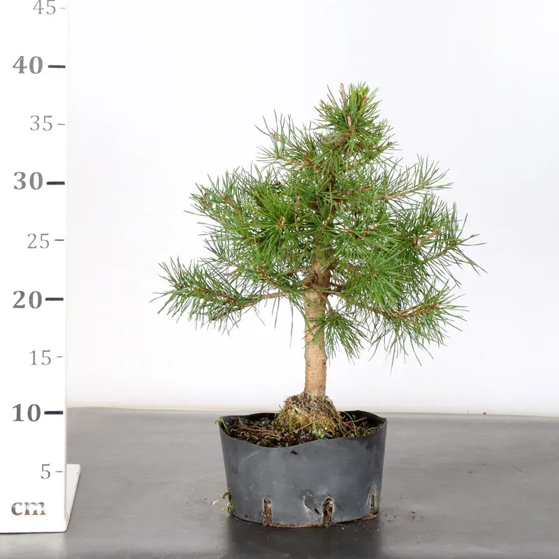 image supplémentaire - PREBONSAI PIN SYLVESTRE 2-1