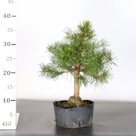 image supplémentaire - PREBONSAI PINUS SYLVESTRIS 2-1