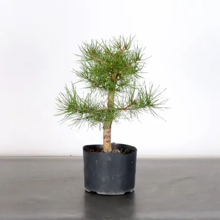PREBONSAI PINUS SYLVESTRIS 2-2
