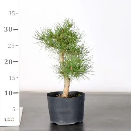 image supplémentaire - PREBONSAI PIN SYLVESTRE 2-2