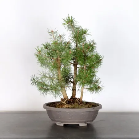 FORÊT PIN SYLVESTRE 2-4