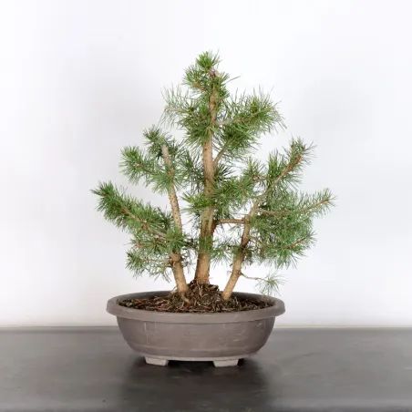 FOREST PINUS SYLVESTRIS 2-5