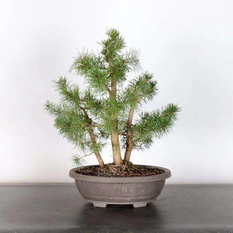 image supplémentaire - FOREST PINUS SYLVESTRIS 2-5