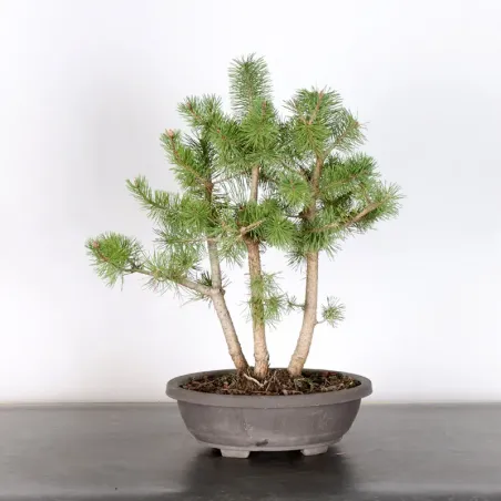 FOREST PINUS SYLVESTRIS 2-10