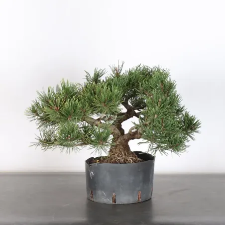 Pin mugo bonsai PM-1-4