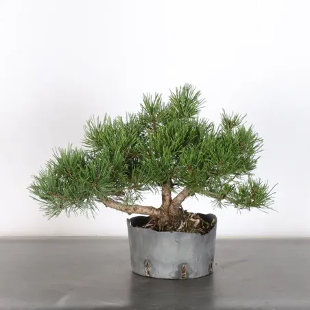 Mugo Bonsai Pine PM-1-5