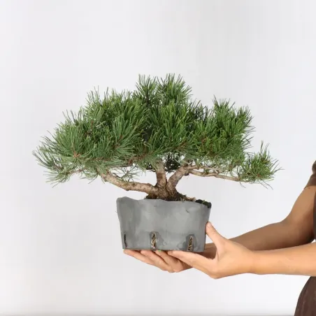 image supplémentaire - PREBONSAI PINUS MUGO 1-5