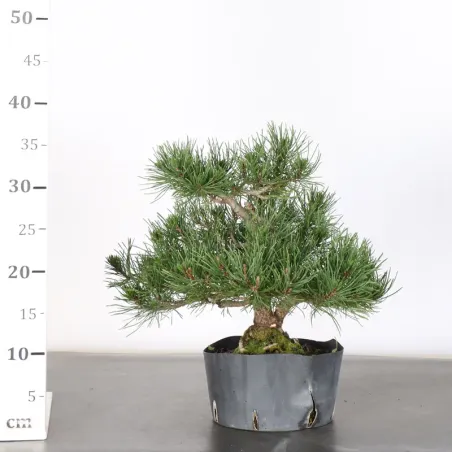 image supplémentaire - PREBONSAI PINUS MUGO 1-9