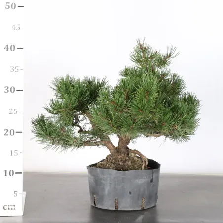 image supplémentaire - PREBONSAI PINUS MUGO 1-10