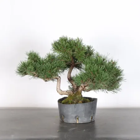 Mugo Bonsai Pine PM-1-13